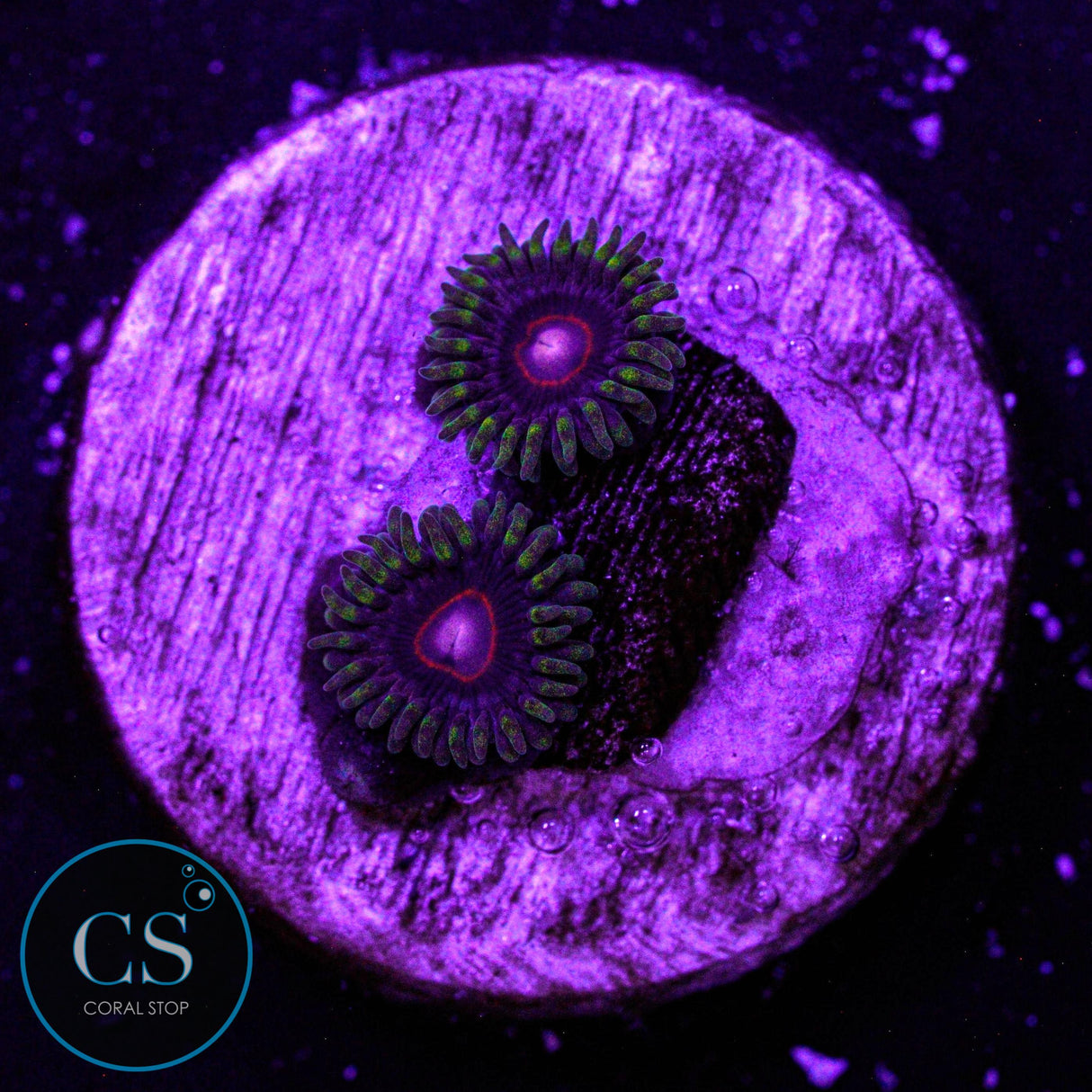 CB King Jawbreaker Hornet Zoa