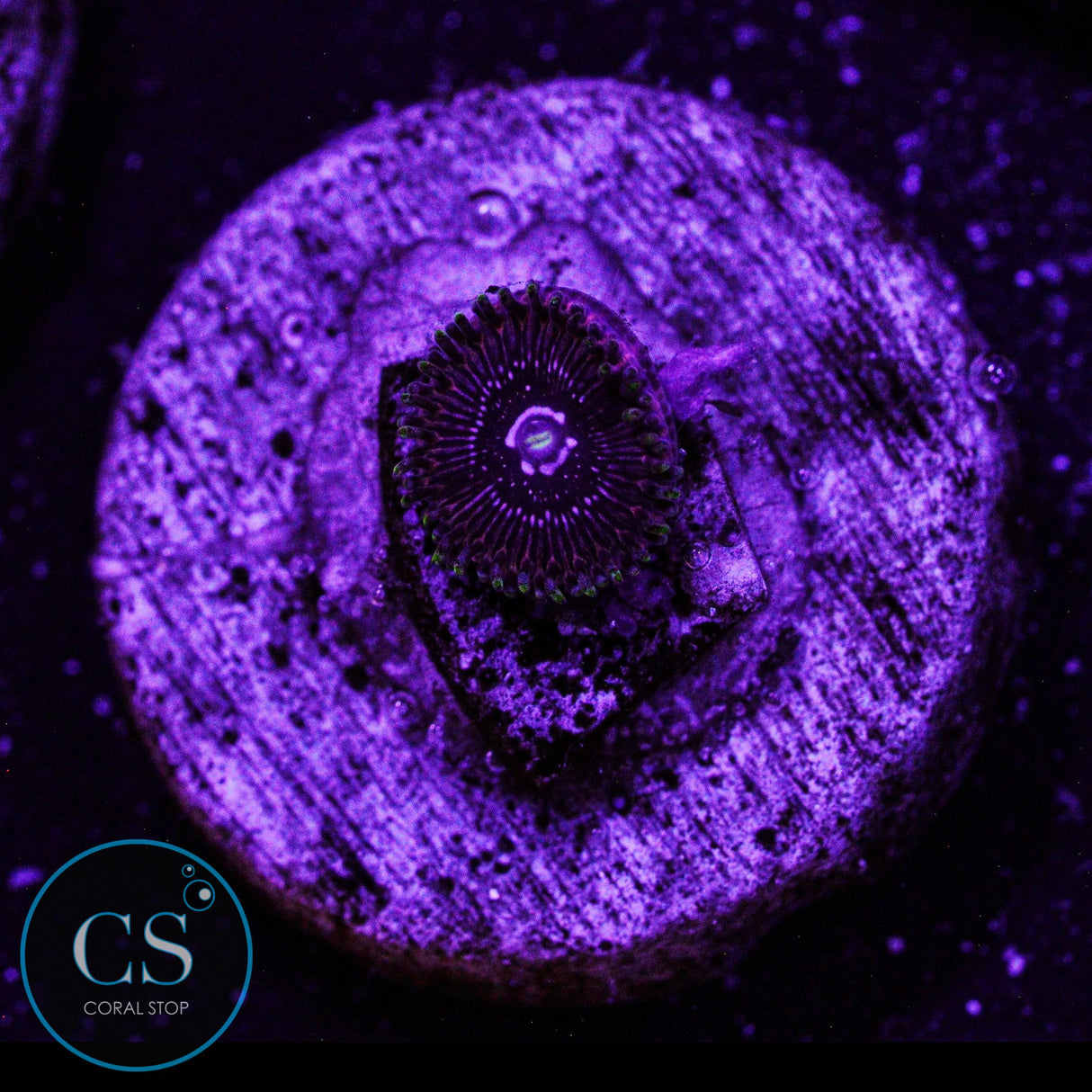 WWC Black Orchid Zoa