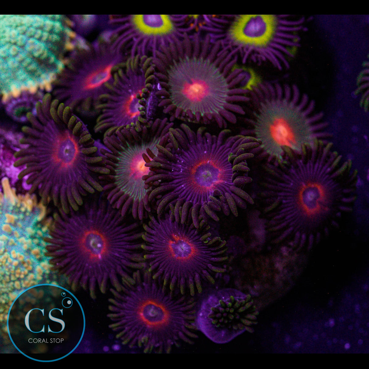 Combo Zoa
