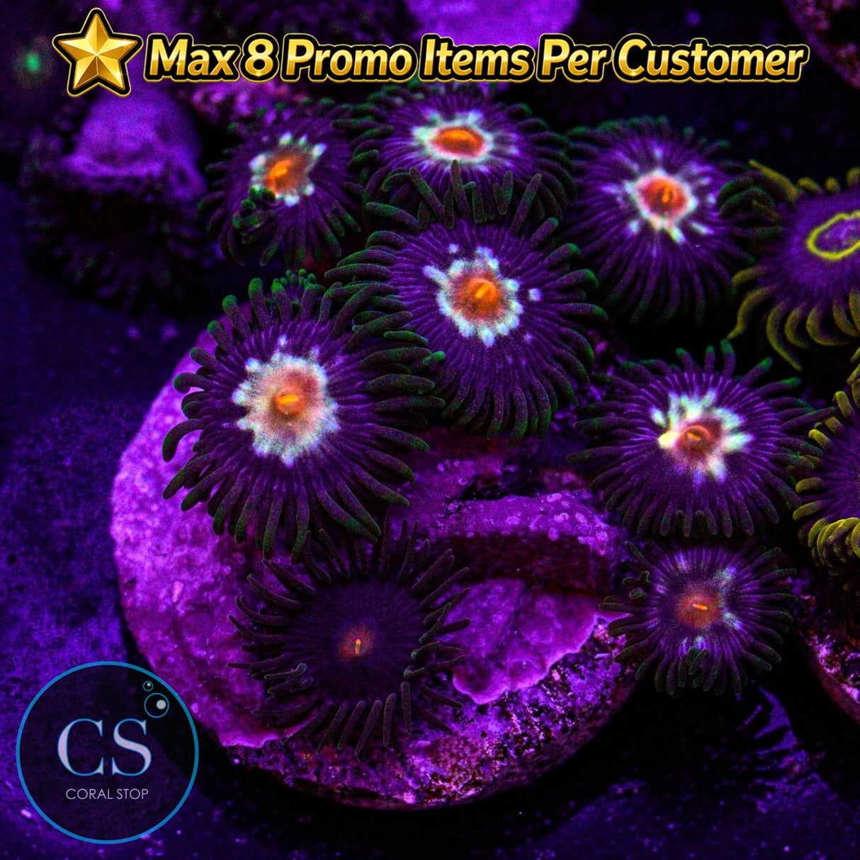 JF Stargazer Zoa