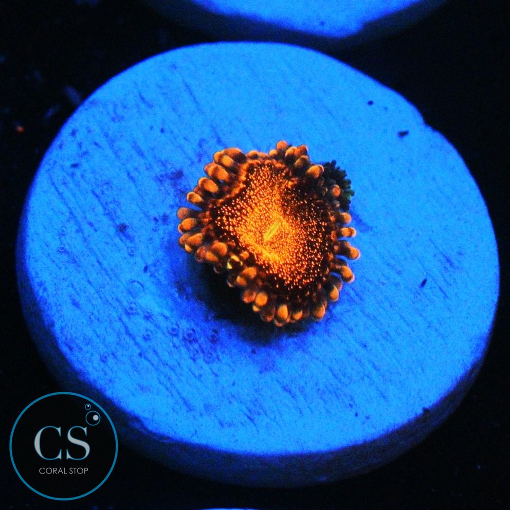 CS ORANGE DEATHSTAR ZOA