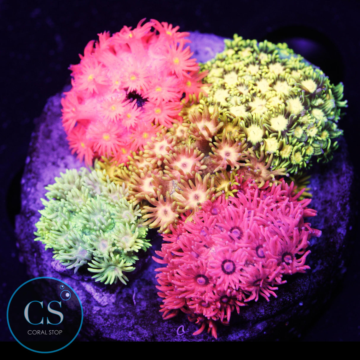 Rainbow Goniopora Bouquet