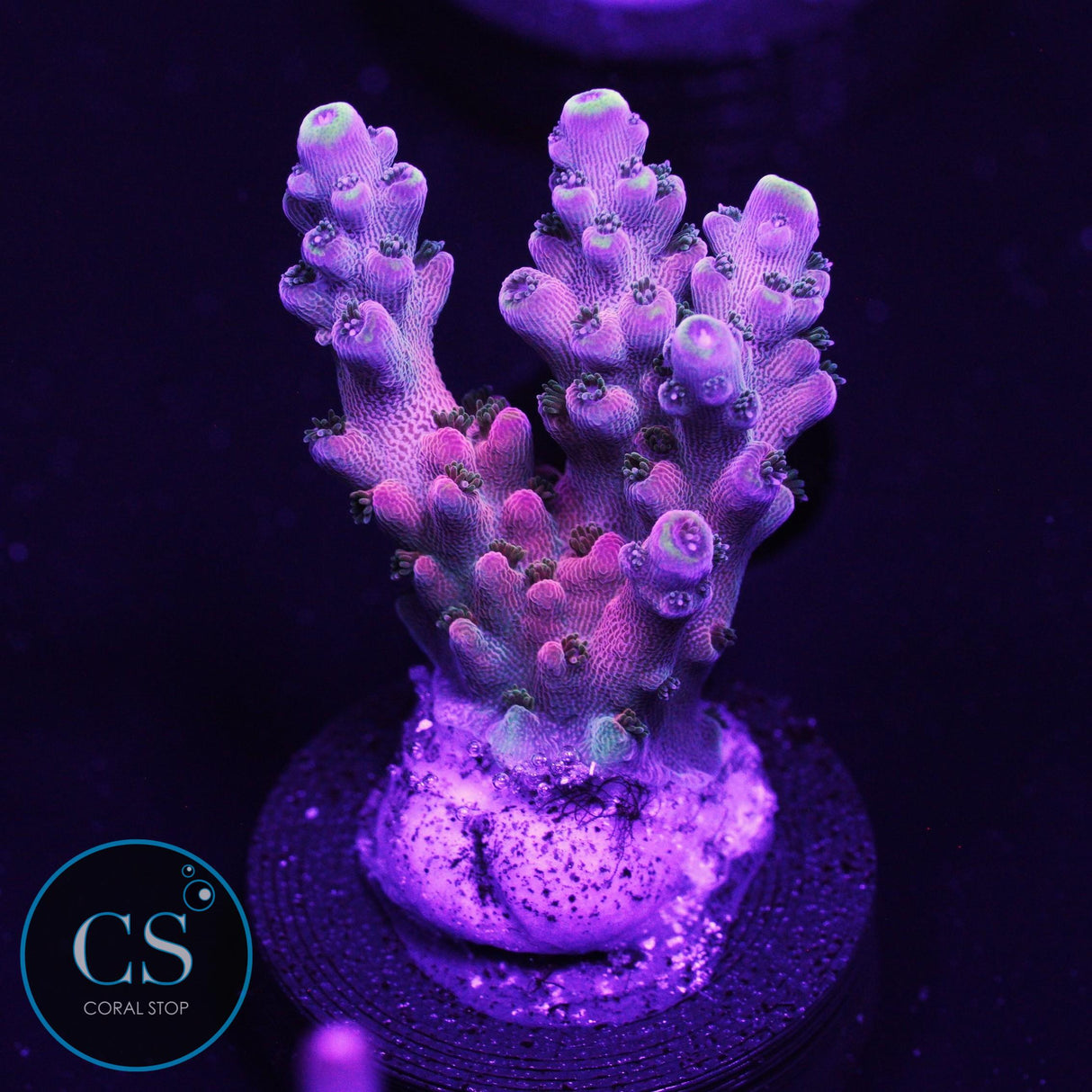 CB Flaming Unicorn Acro