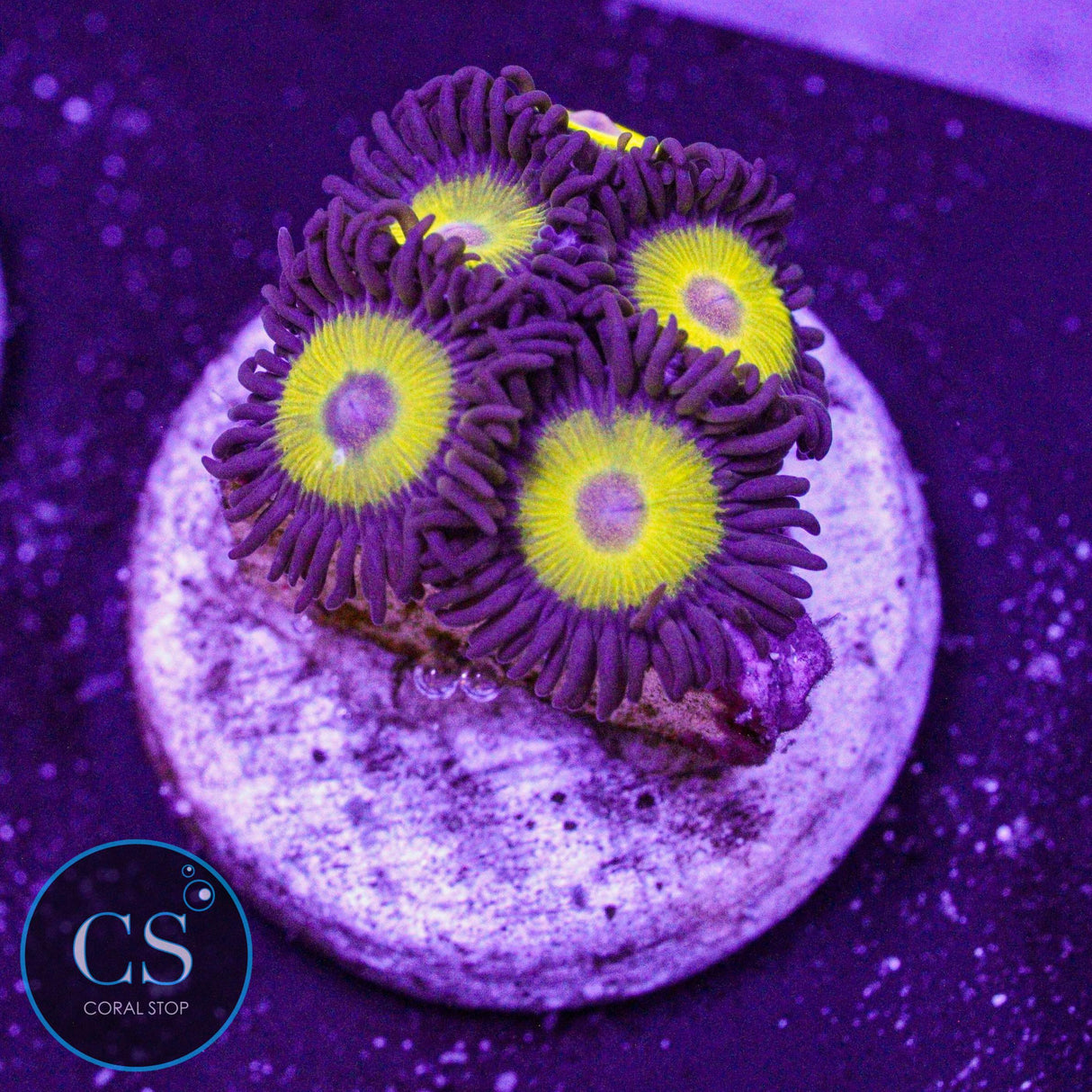 Yellow Belly Zoa