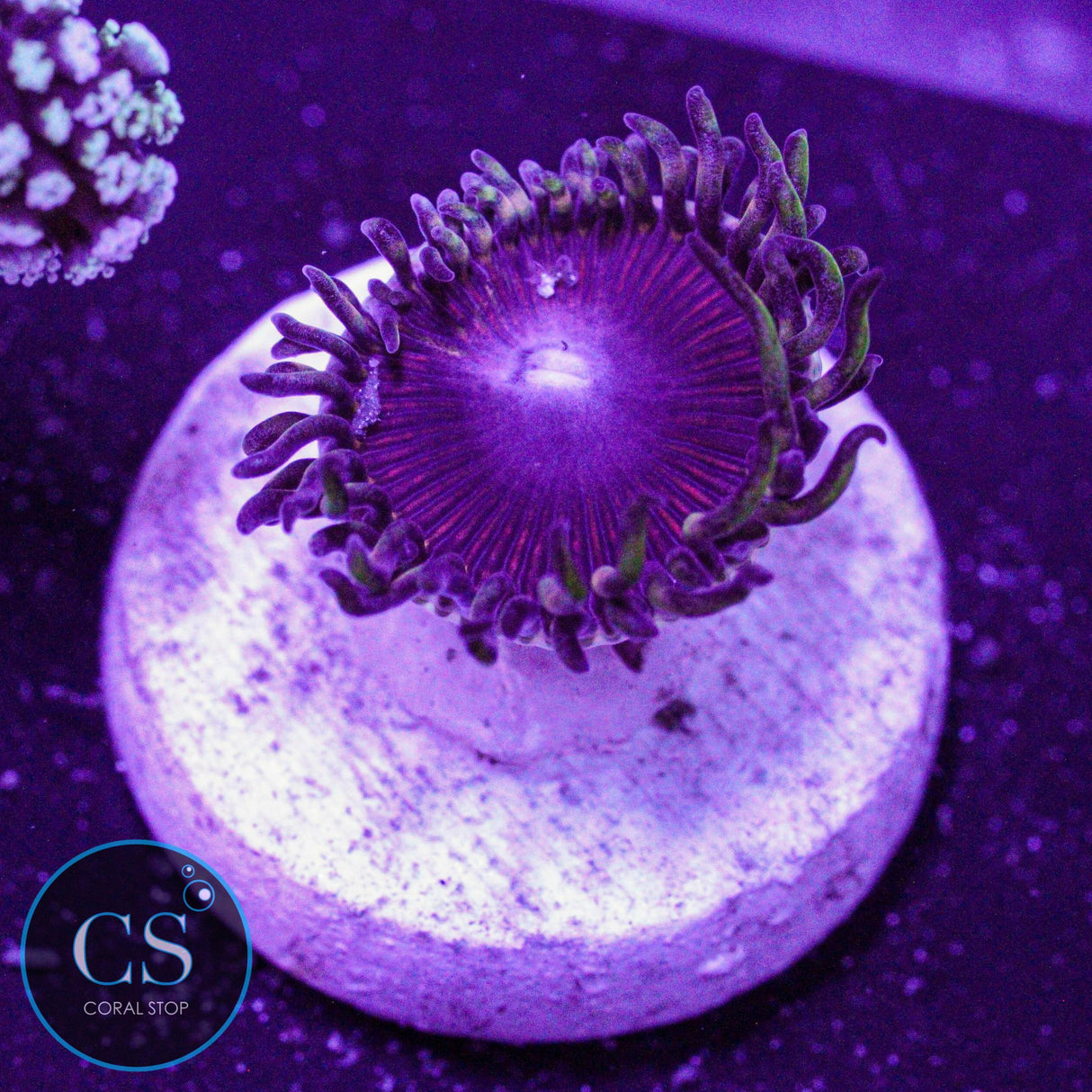 CS Athena Zoa