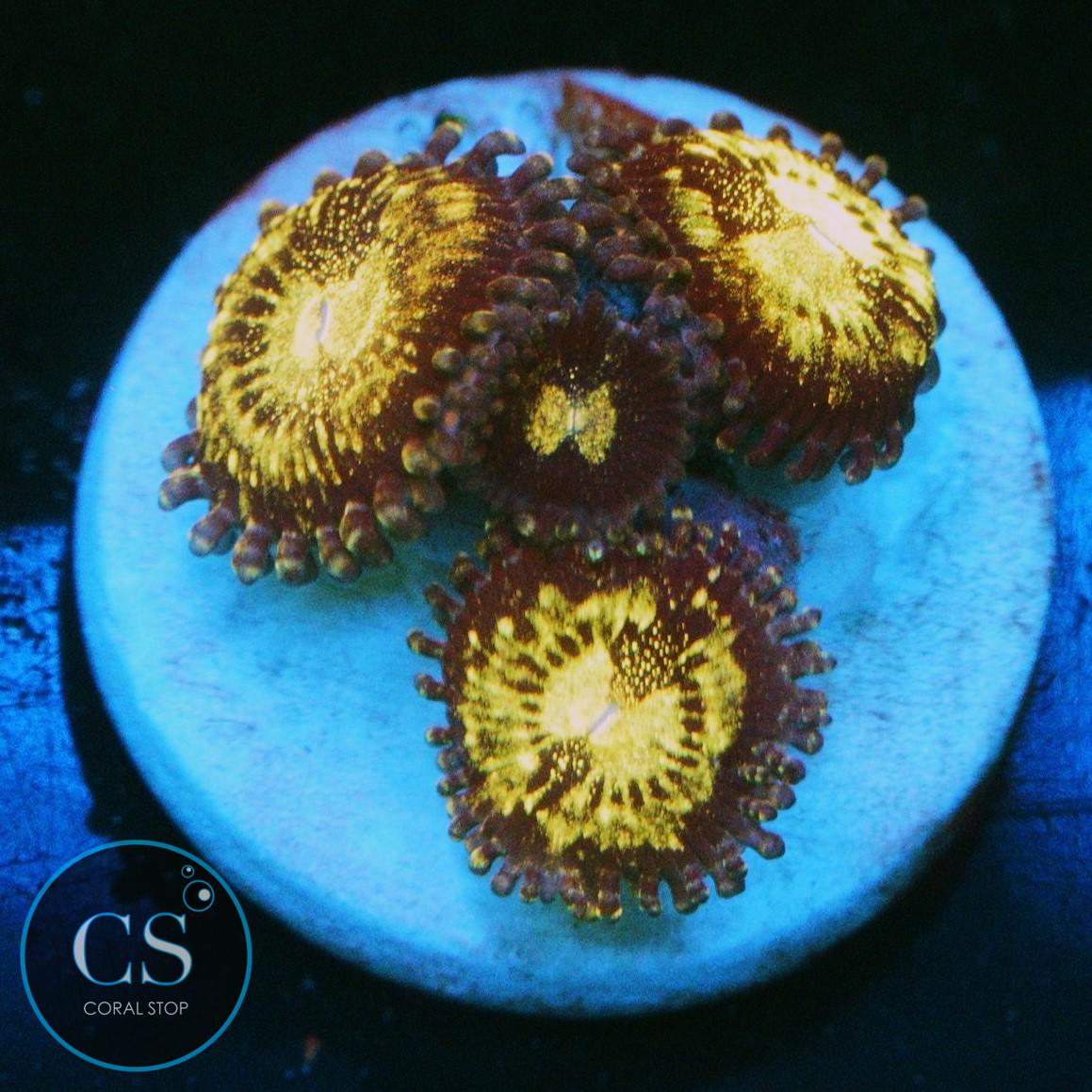 FAIRY DUST ZOA