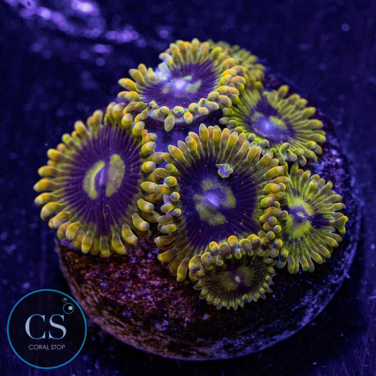 Rainbow Yoda Zoa