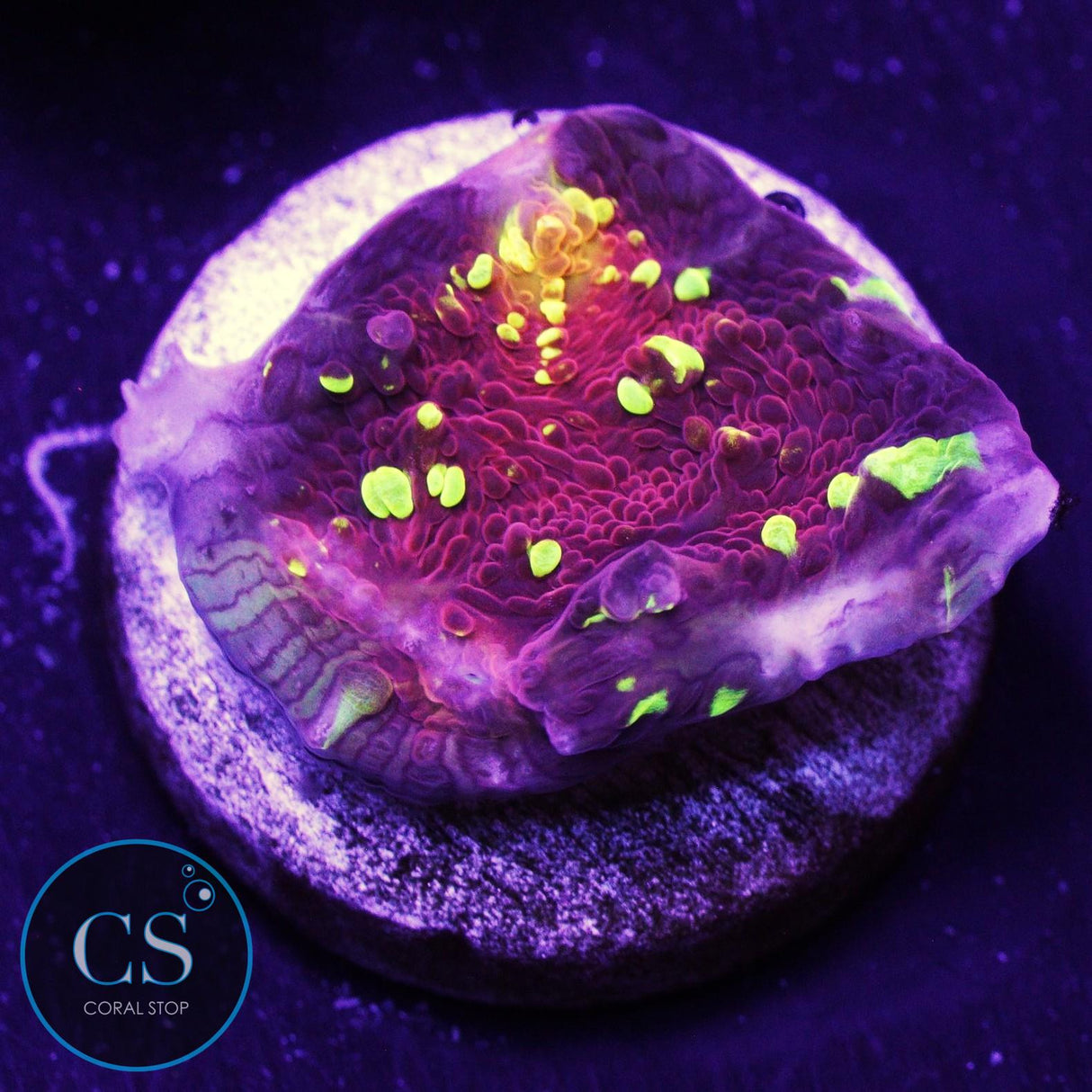 CS New Release Fire Fest Chalice