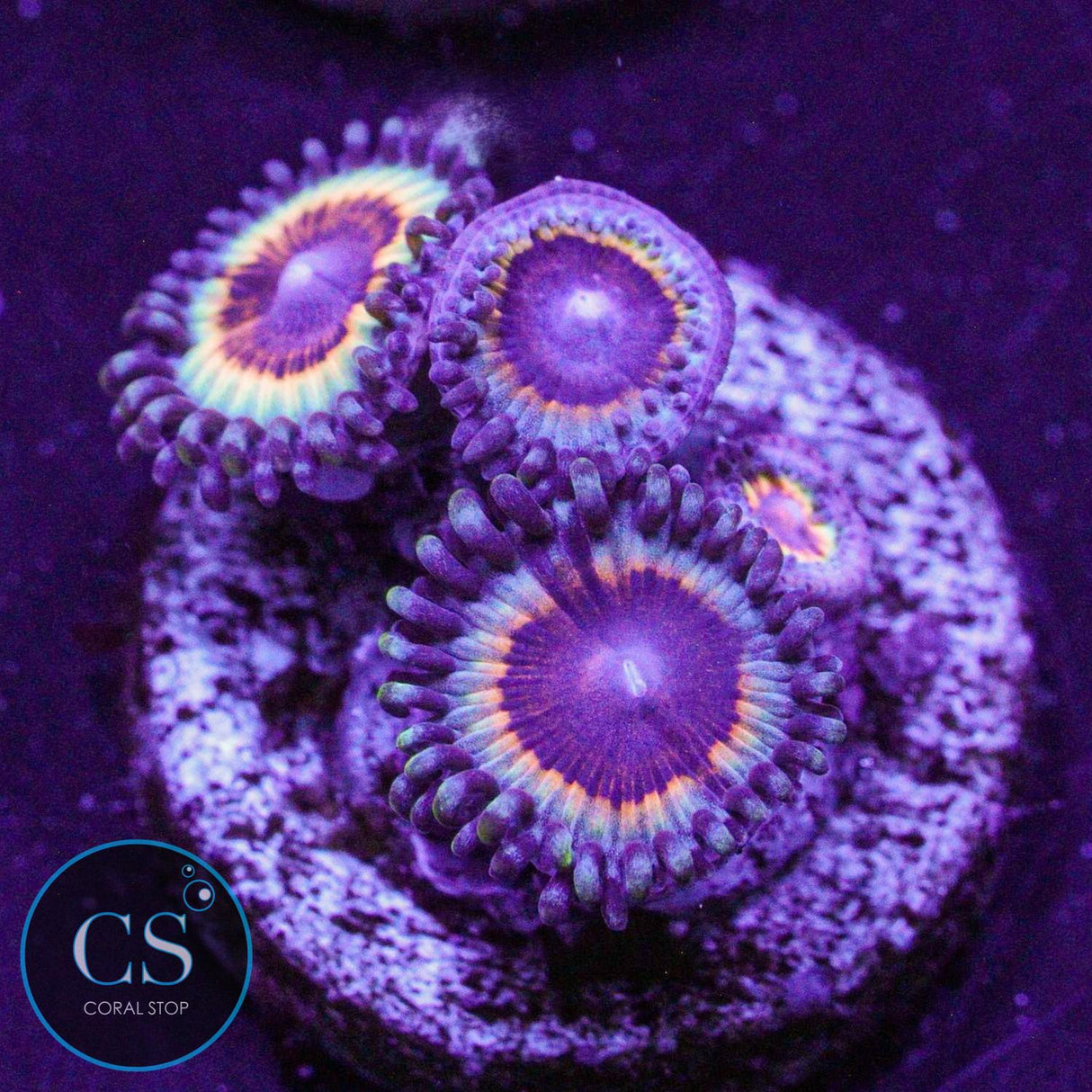 Sonic Flare Zoa