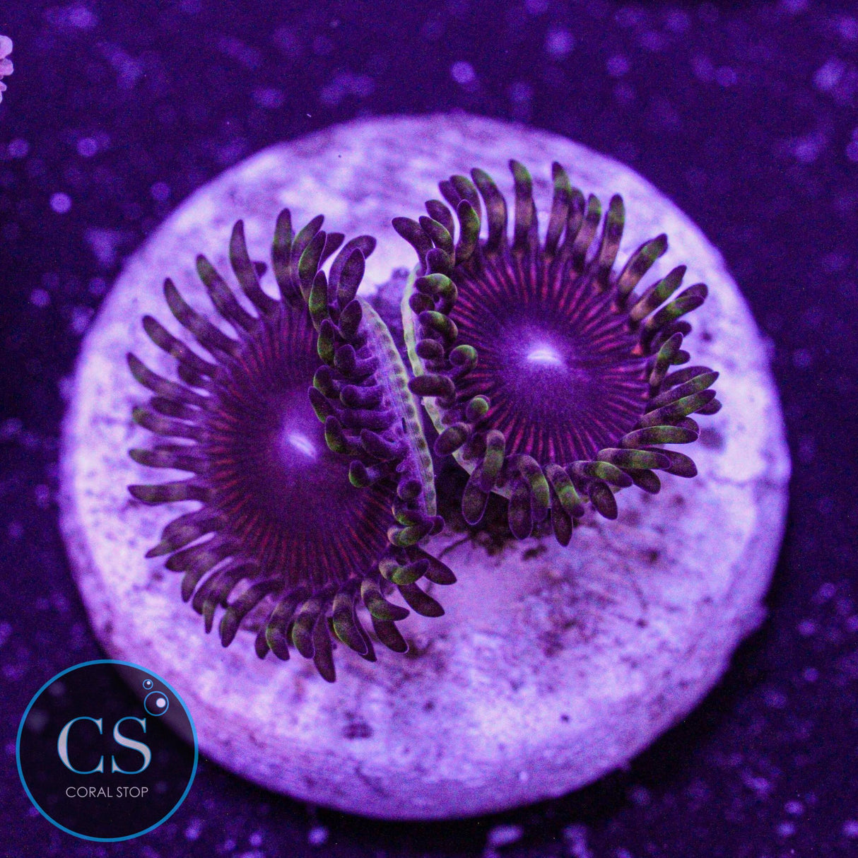 CS Athena Zoa