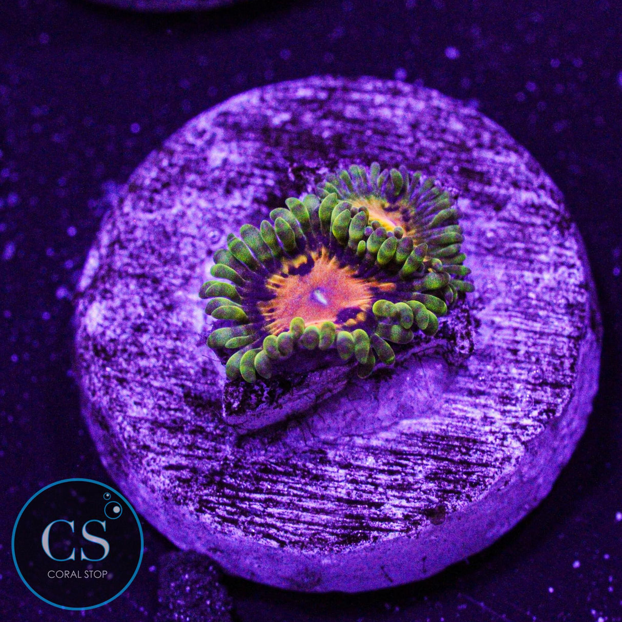 SBB Marvin The Martian Zoa