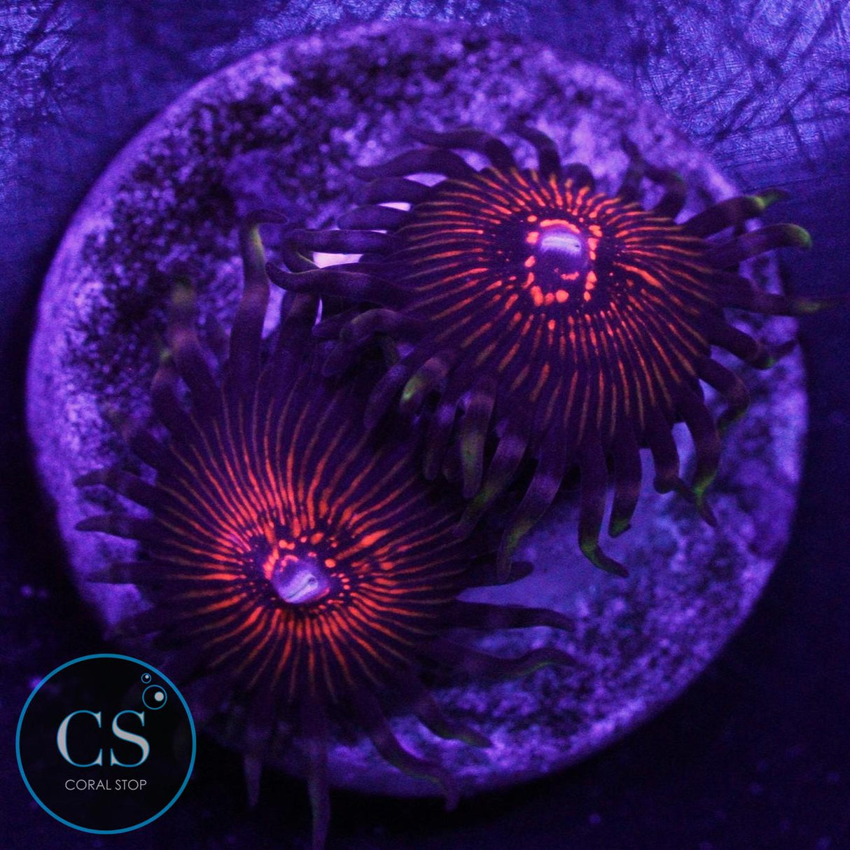 NIGHT CRAWLER ZOA