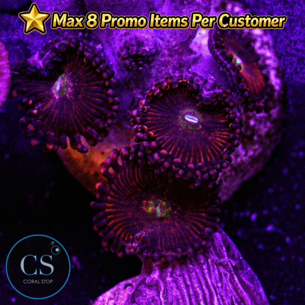Rainbow Sakura Zoa