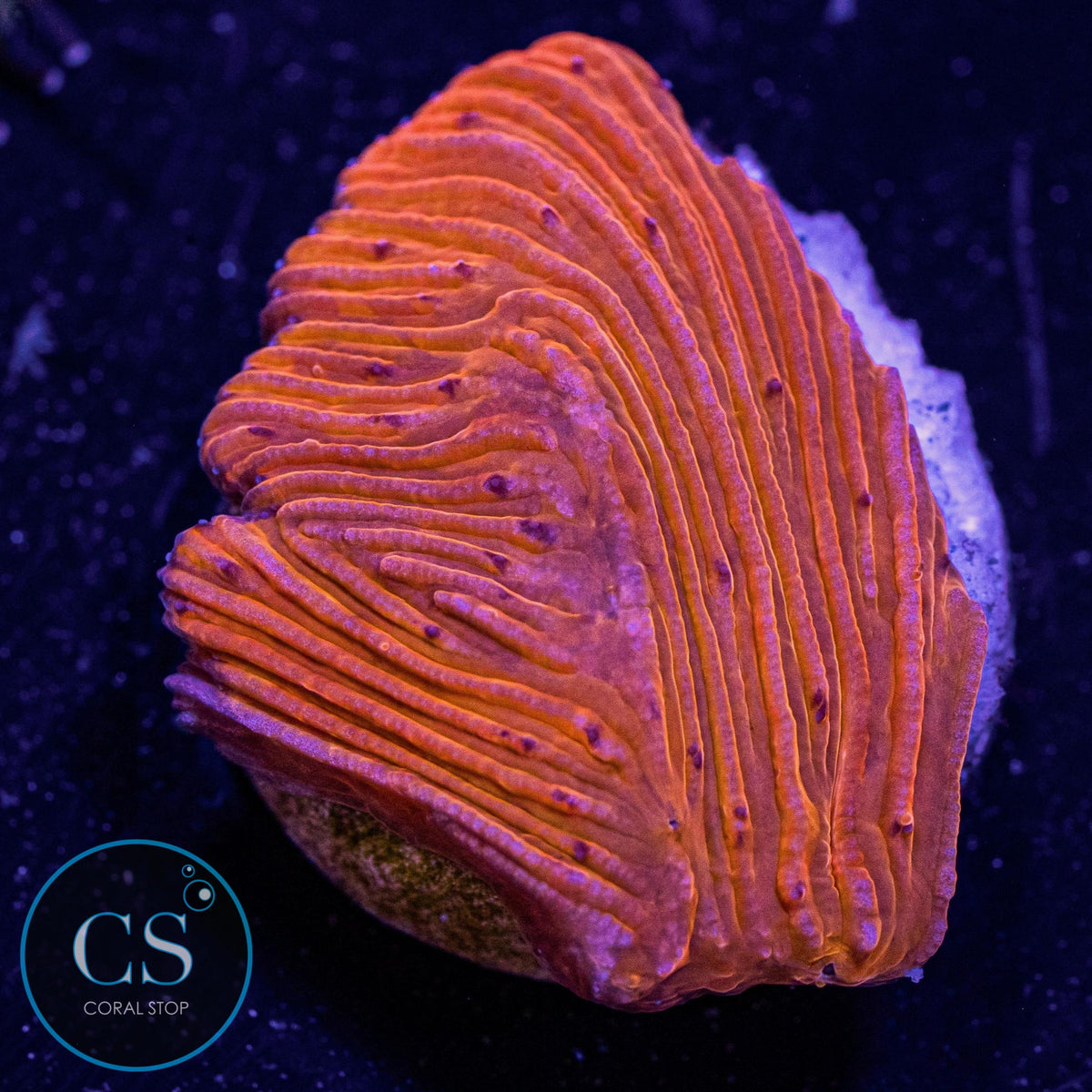 Citrus Diaseris Plate