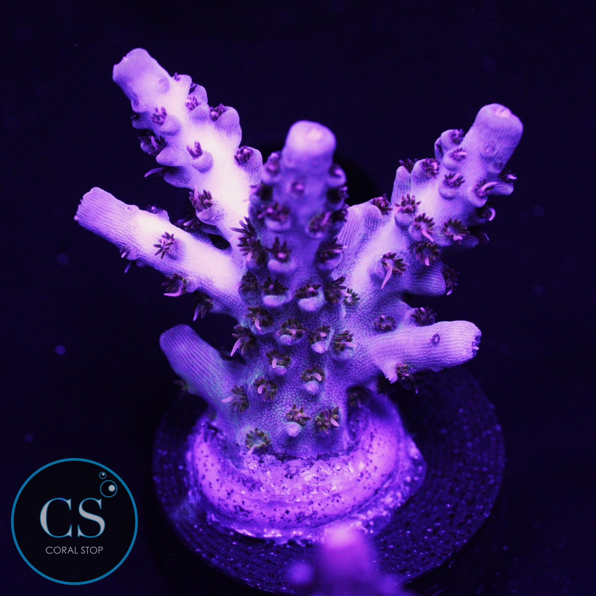 SBB Candy World Acro