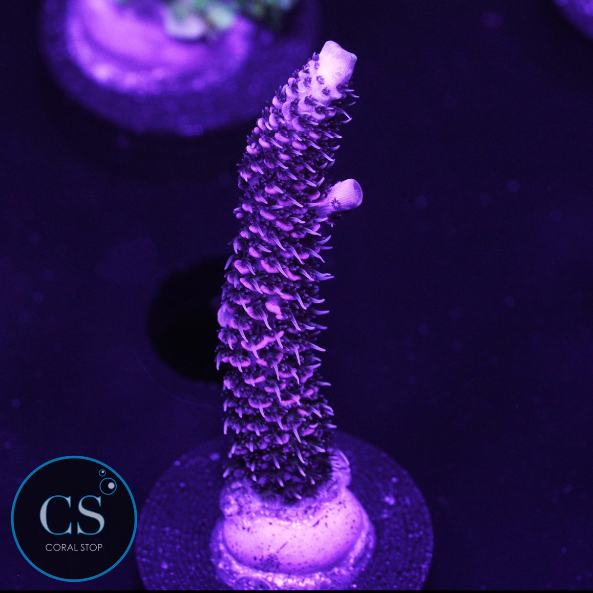 CB Juicy Fruit Millipora