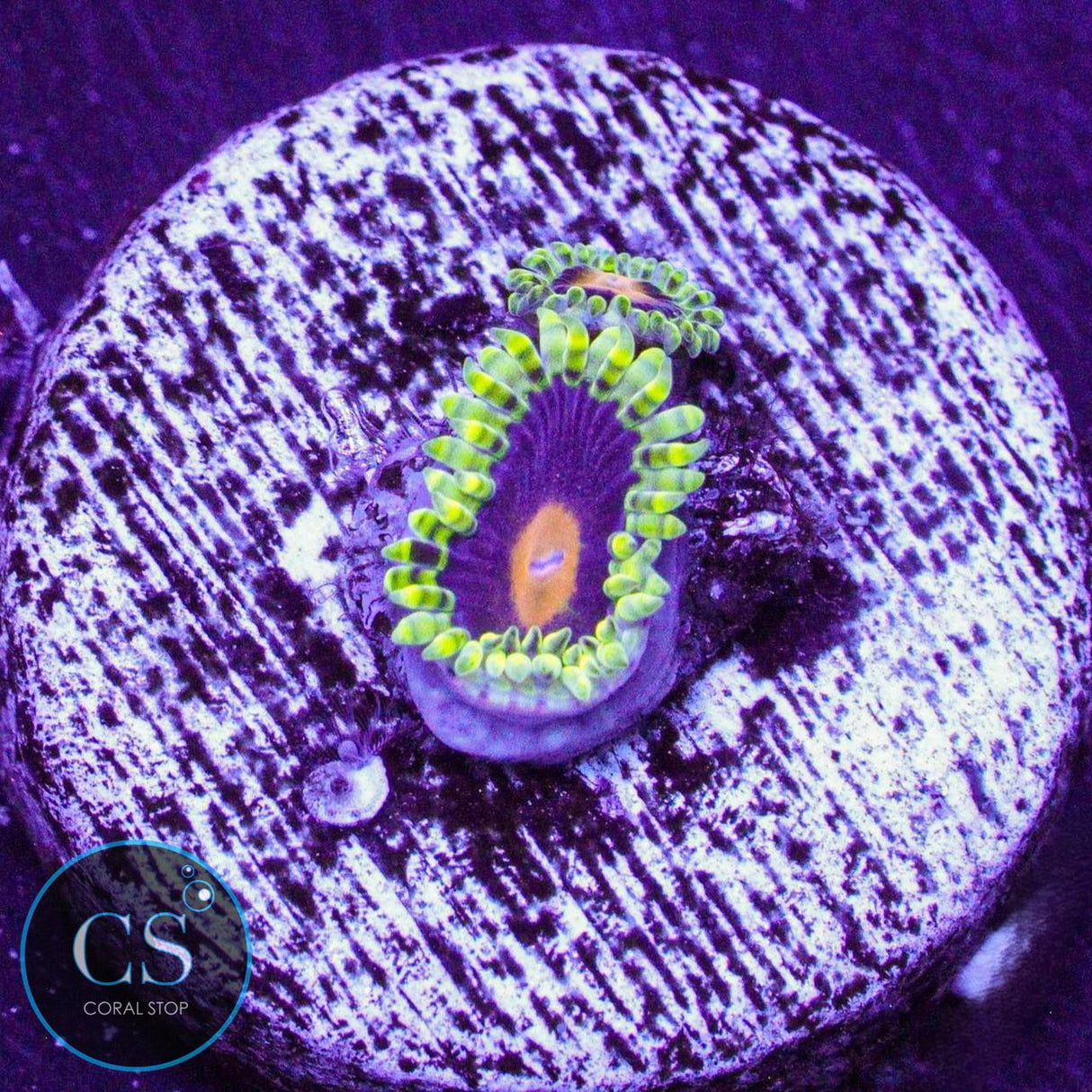 Widow Maker Zoa