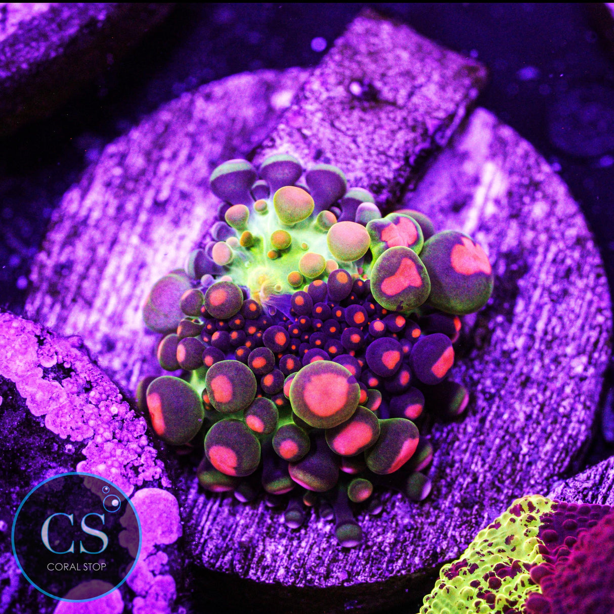 Godzilla Bounce Mushroom