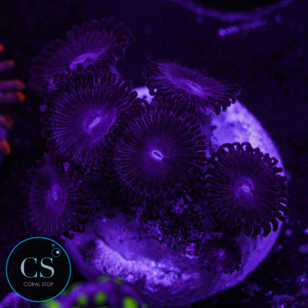 Superman Zoa
