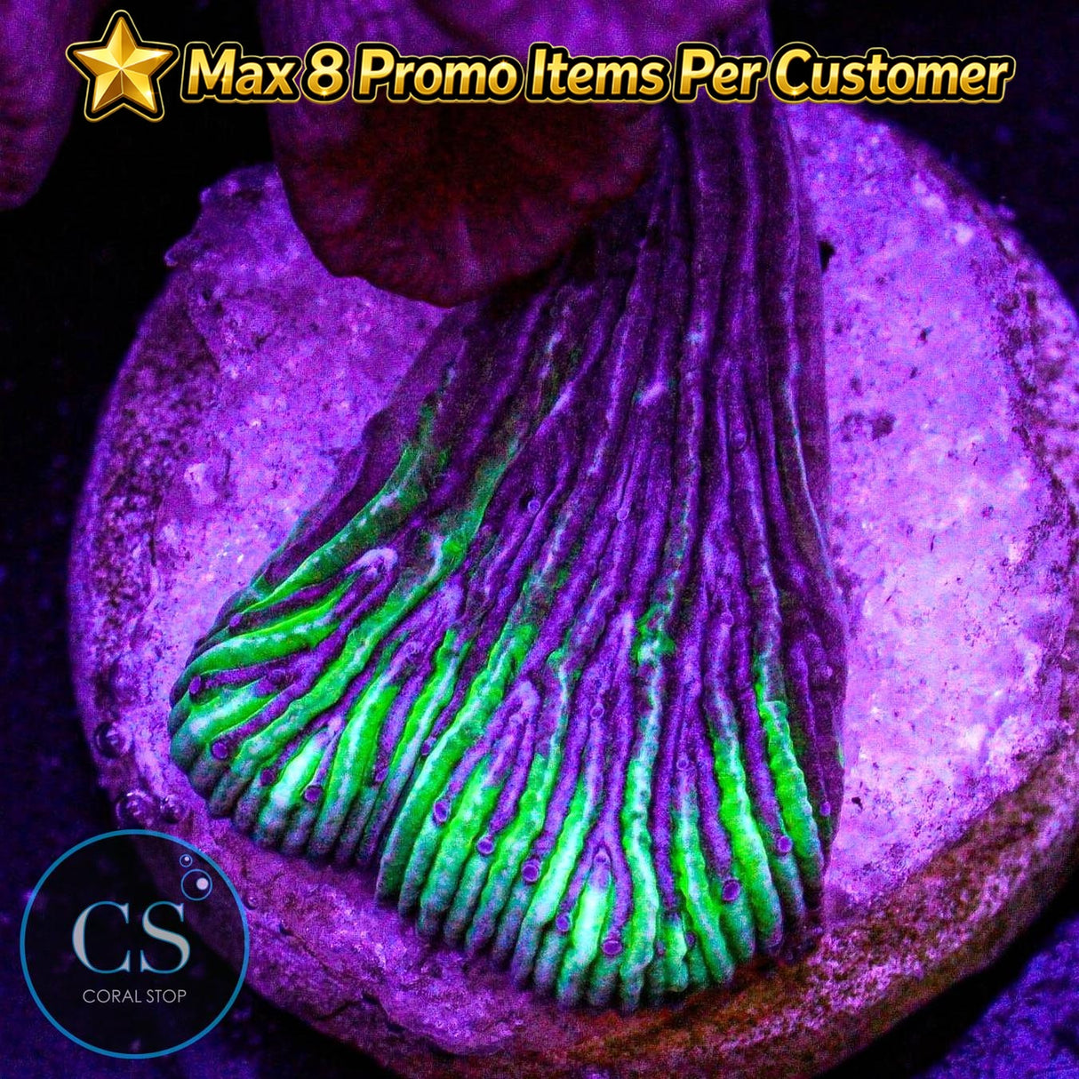 Laser Grape Diaseris Plate