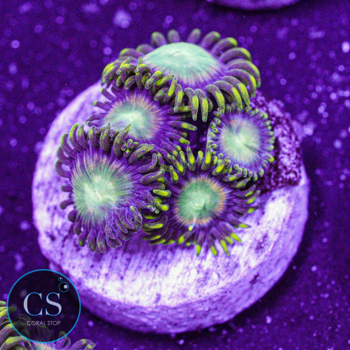 Radioactive Dragon Eye Zoa