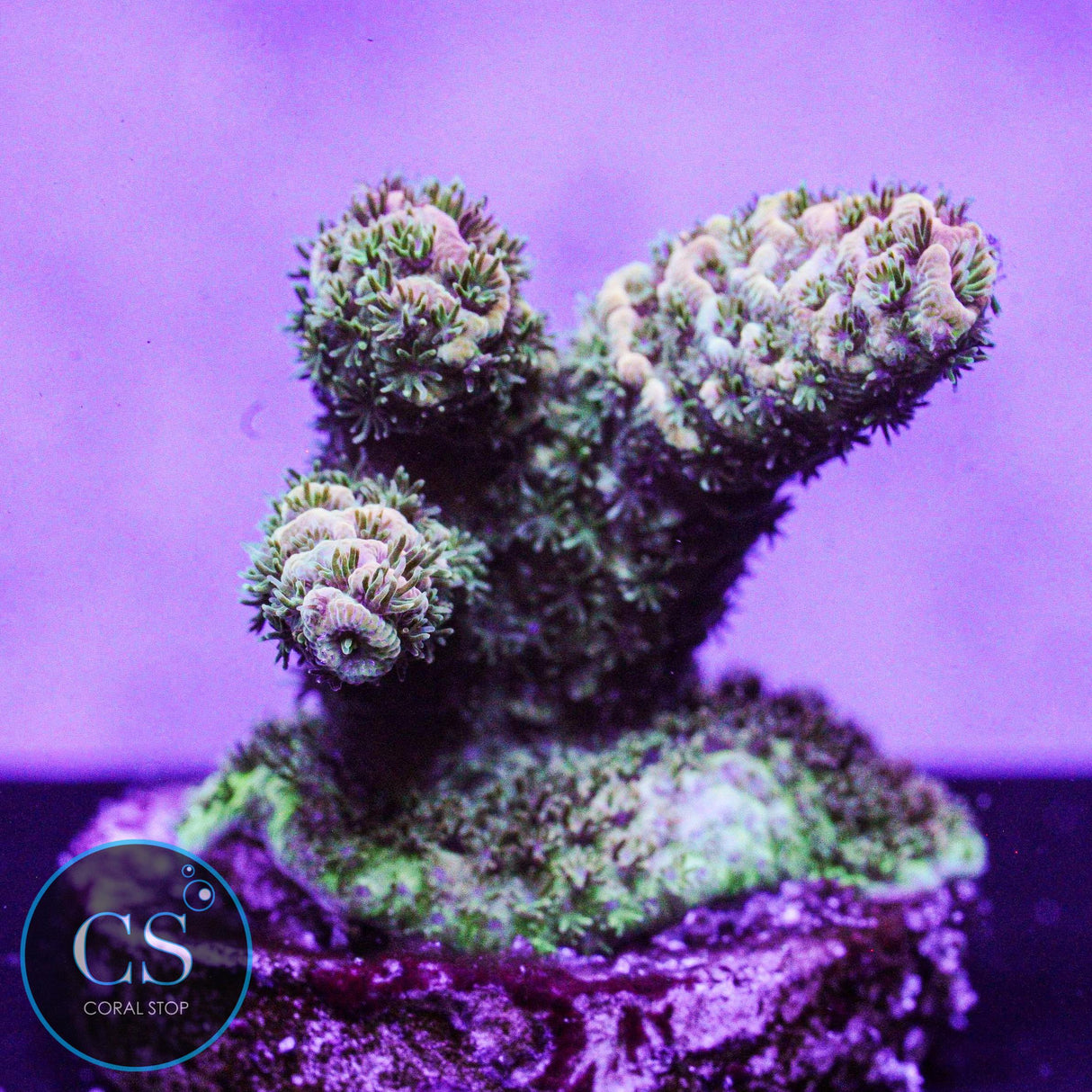 CS Tropical Vibe Milli