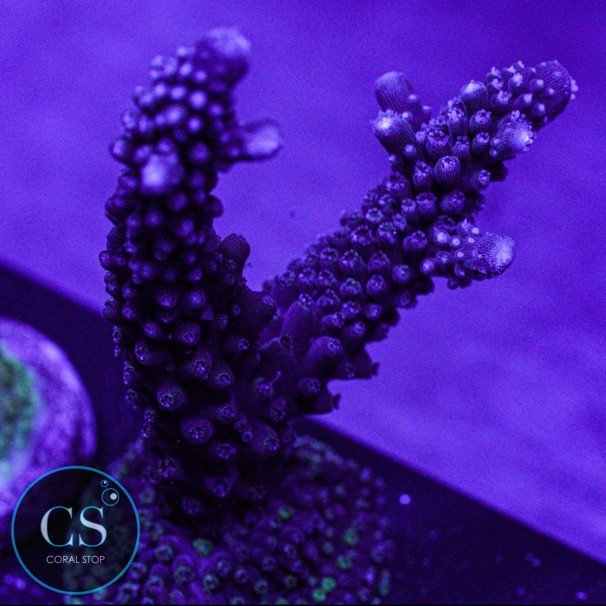 CC Blue Stag Acro