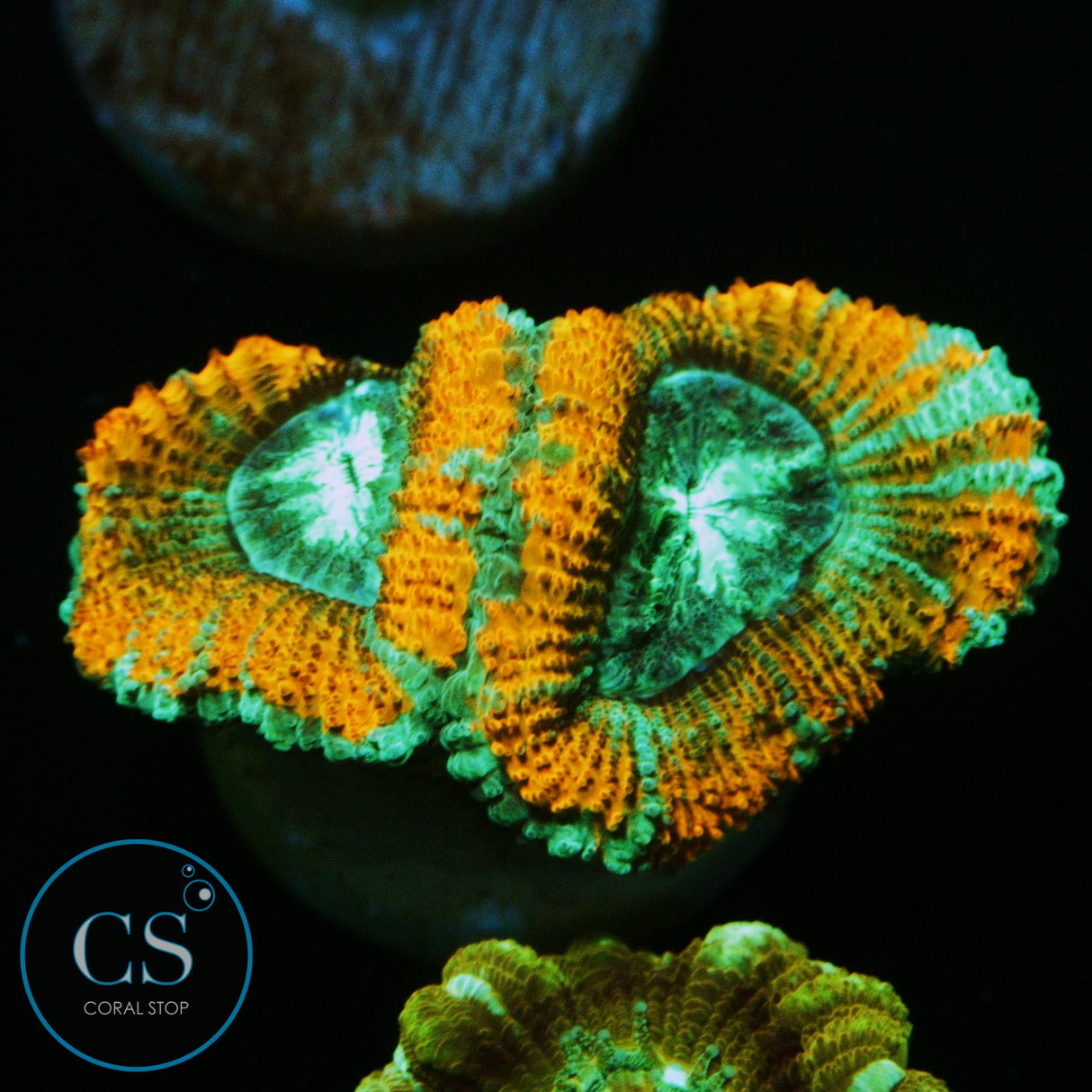 DEMON DUNGEON ASIAN ACAN