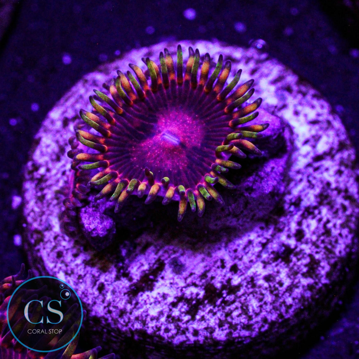 SBB Aphrodite Zoa