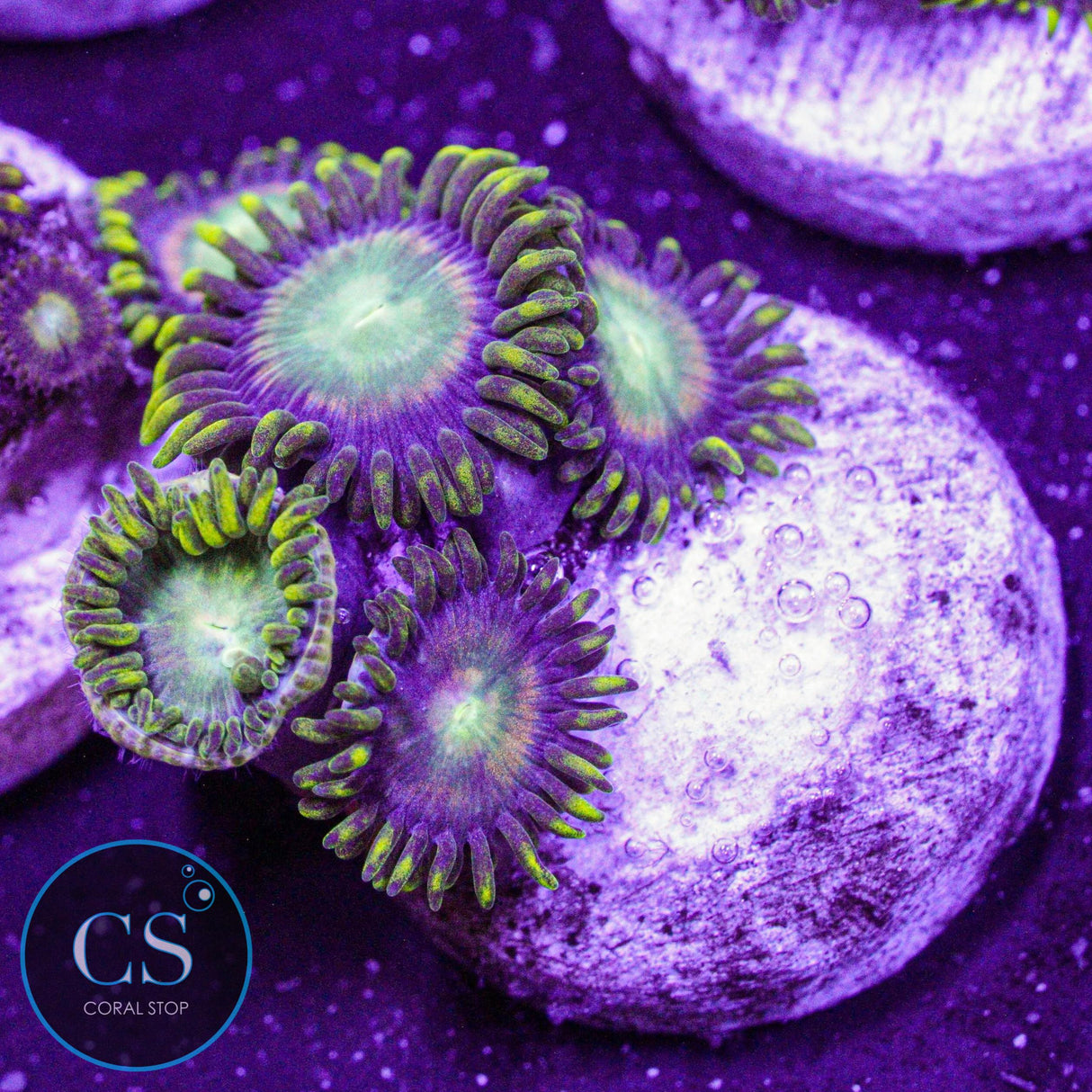Radioactive Dragon Eye Zoa