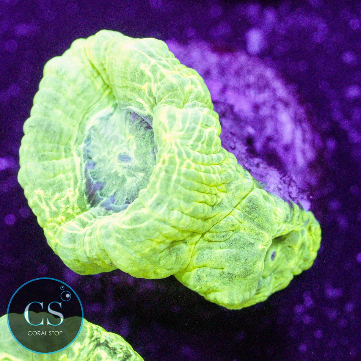 Kryptonite Candy Cane