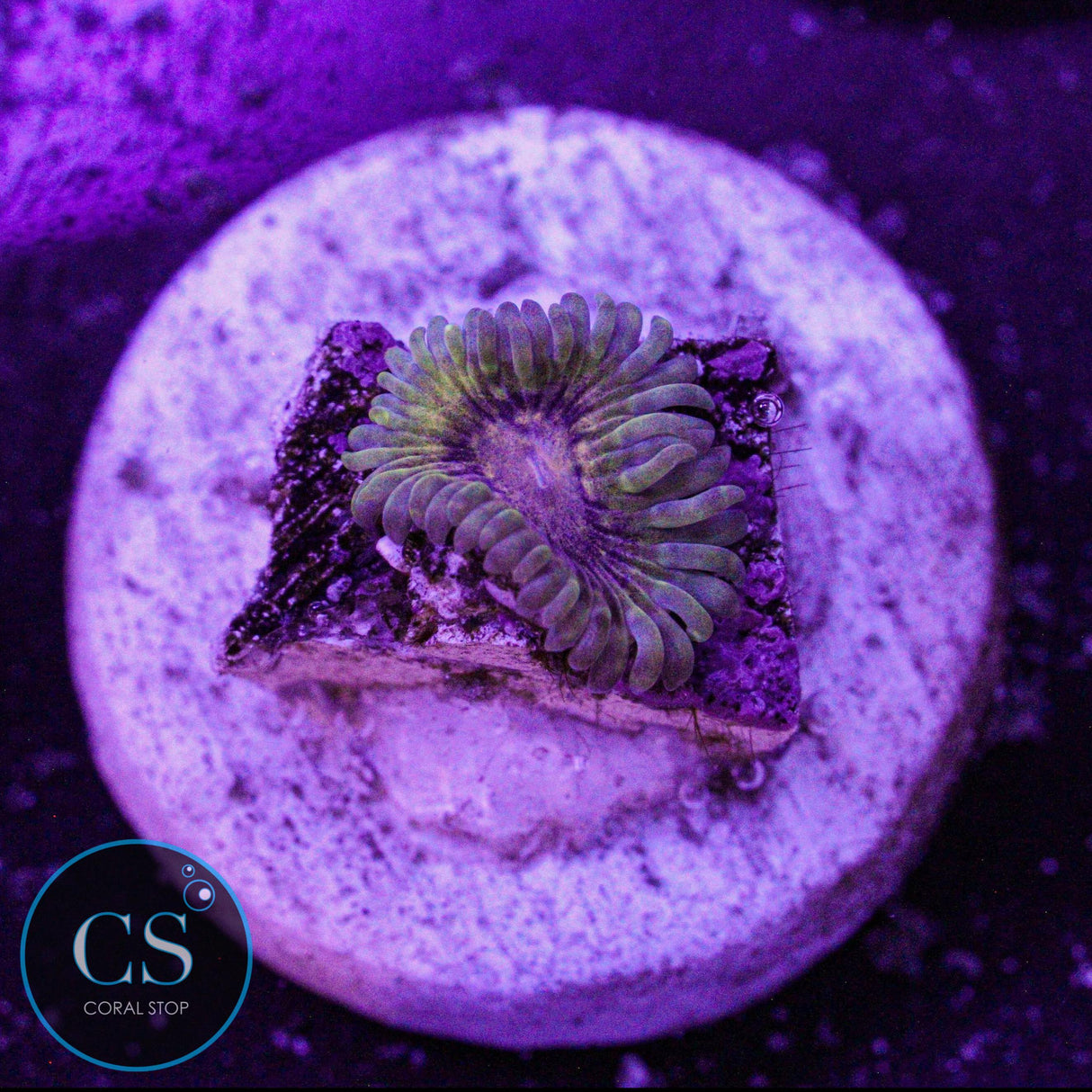 NYRA Titan Krakatoa Zoa