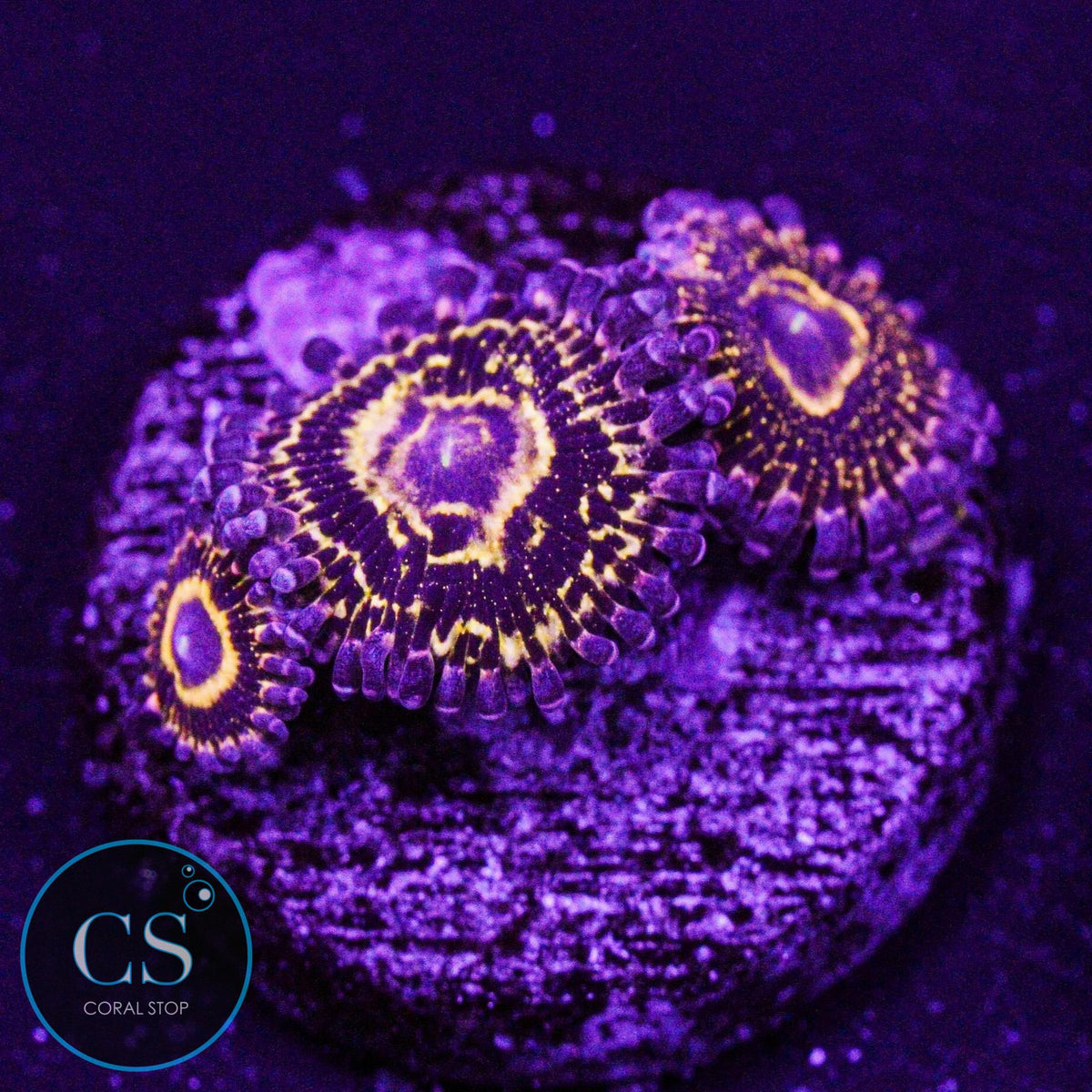 Stratosphere Zoa