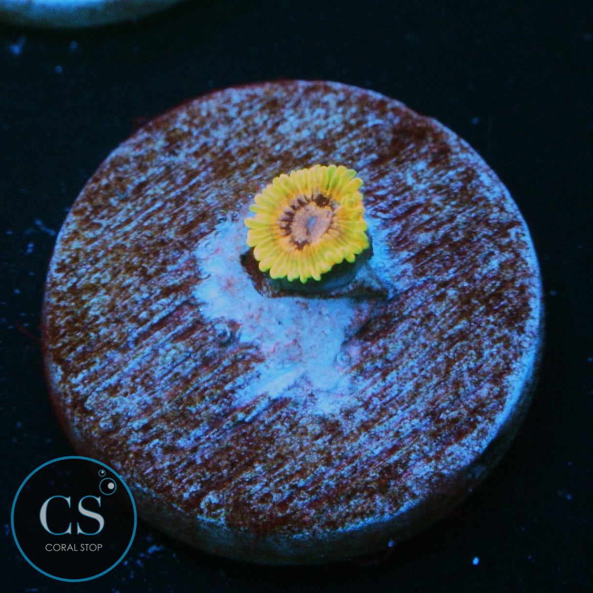 JF ACID REFLUX ZOA