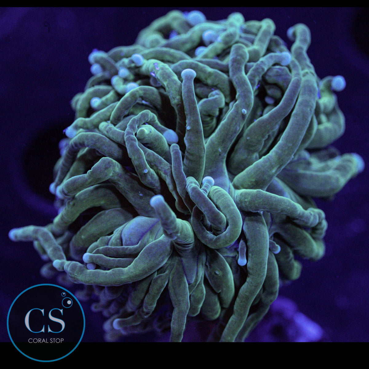 Pearl Tip Torch