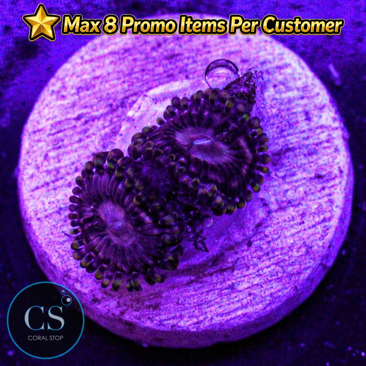 RR Koala Eye Zoa