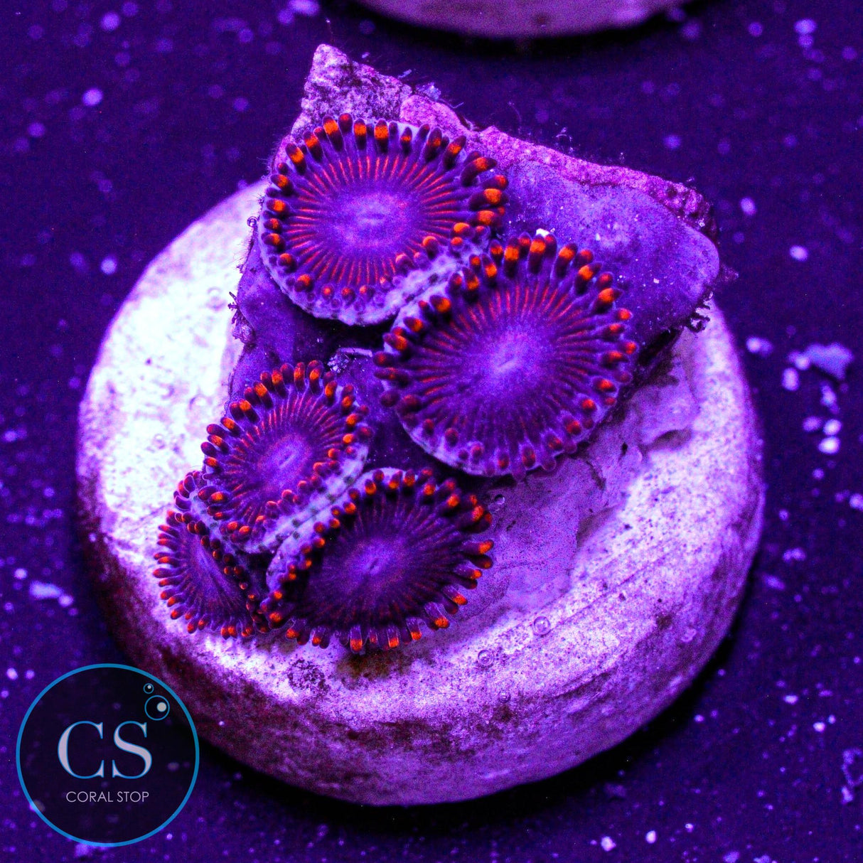 WWC Twizzlers Zoa