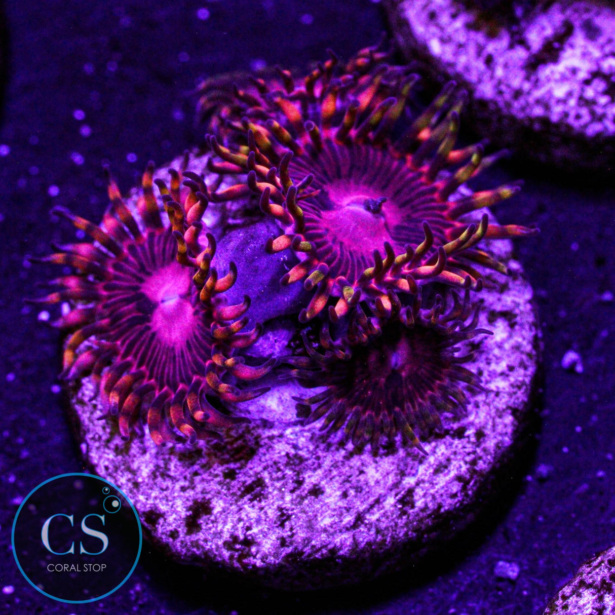 SBB Aphrodite Zoa