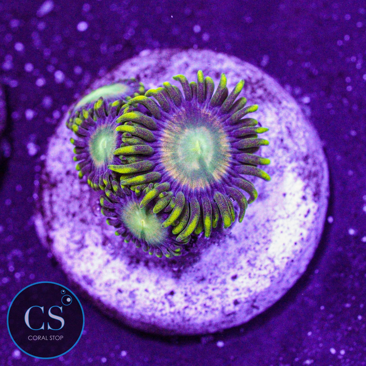 Radioactive Dragon Eye Zoa