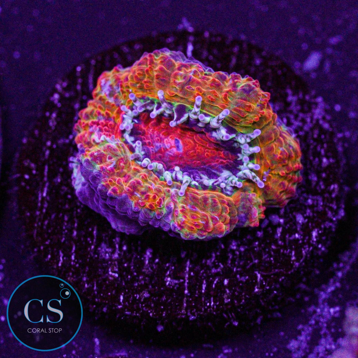 GB Jawbreaker Acan