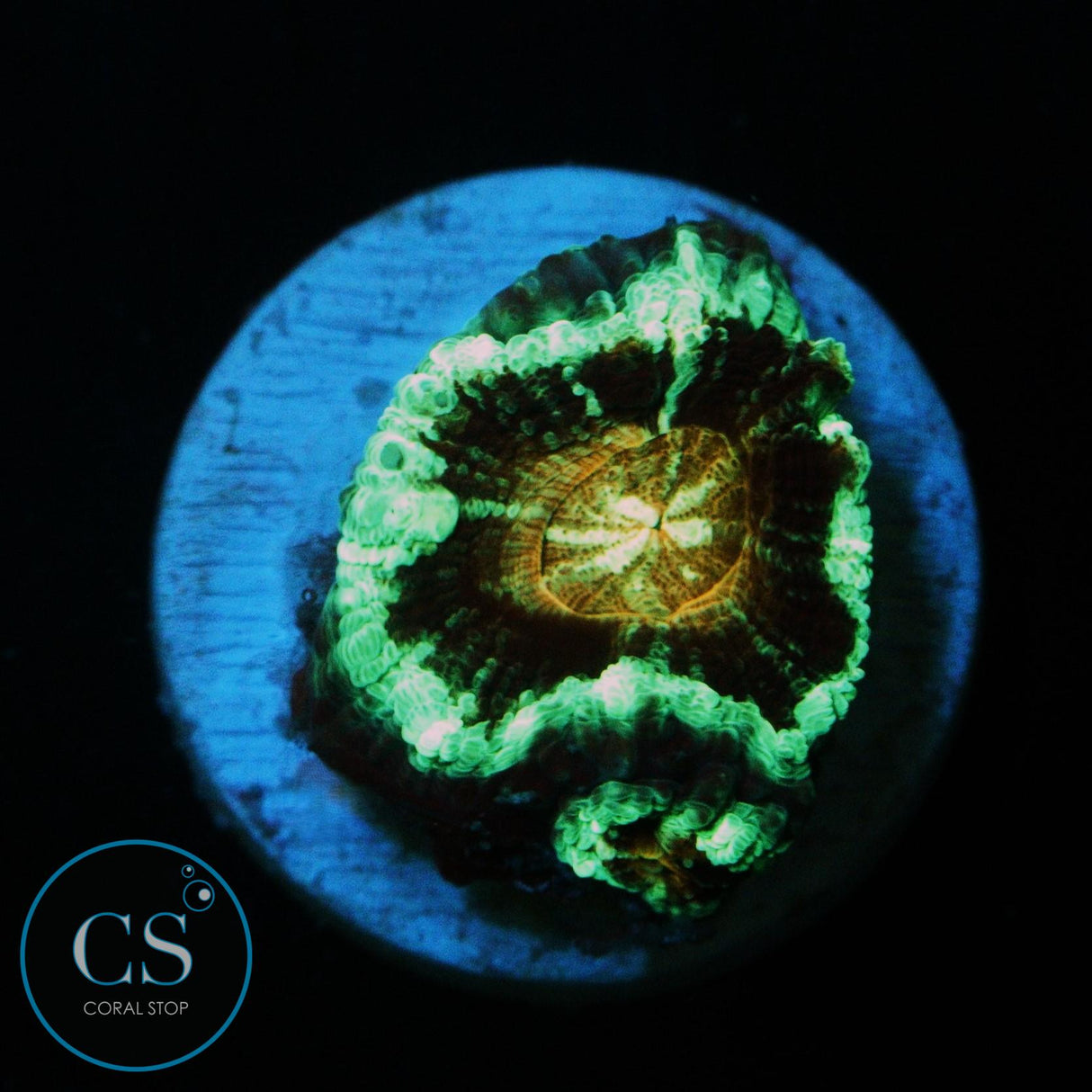 JAMES BOND ASIAN ACAN