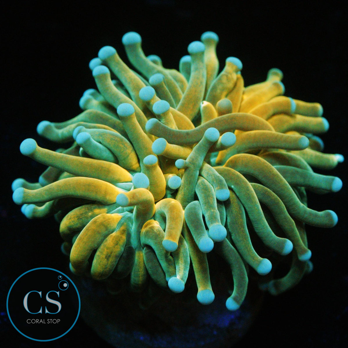 Ultra Fat Head Tiger Torch Large