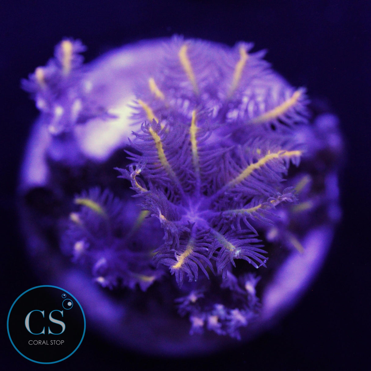 GOLDEN CLOVE POLYPS