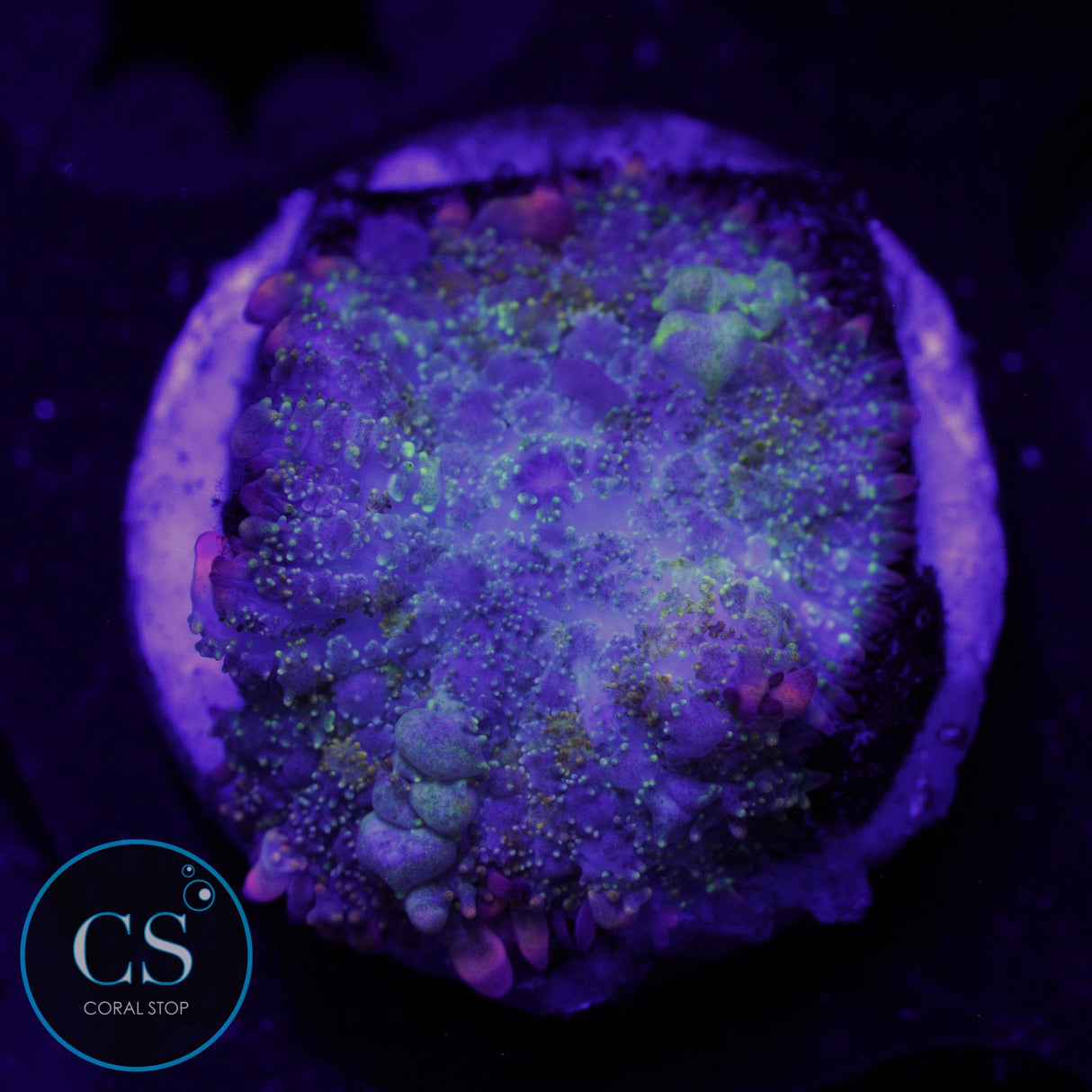 O7C RAINBOW BOUNCE MUSHROOM