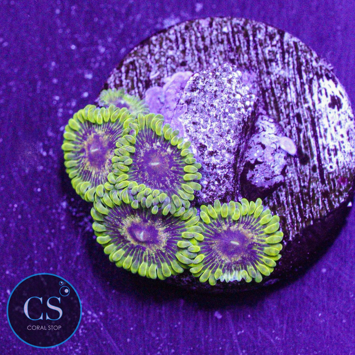 IA Purple Valor Zoa