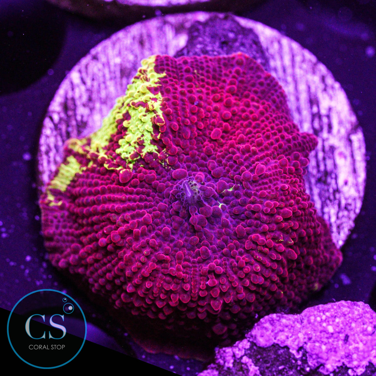 Eclectus Jawbreaker Mushroom