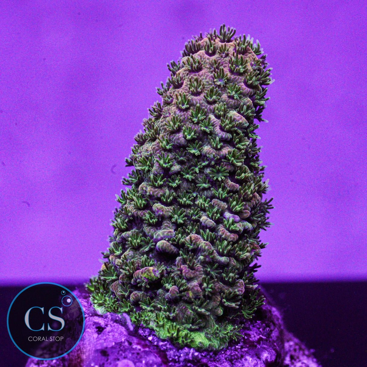 CS Tropical Vibe Milli