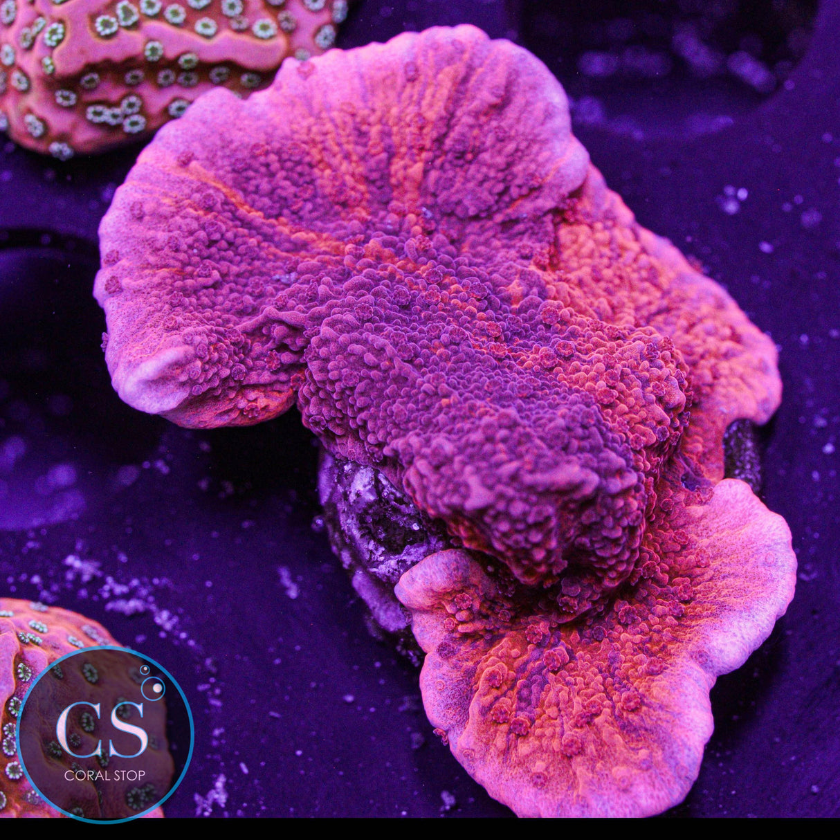 Cherry Garcia Grafted Montipora