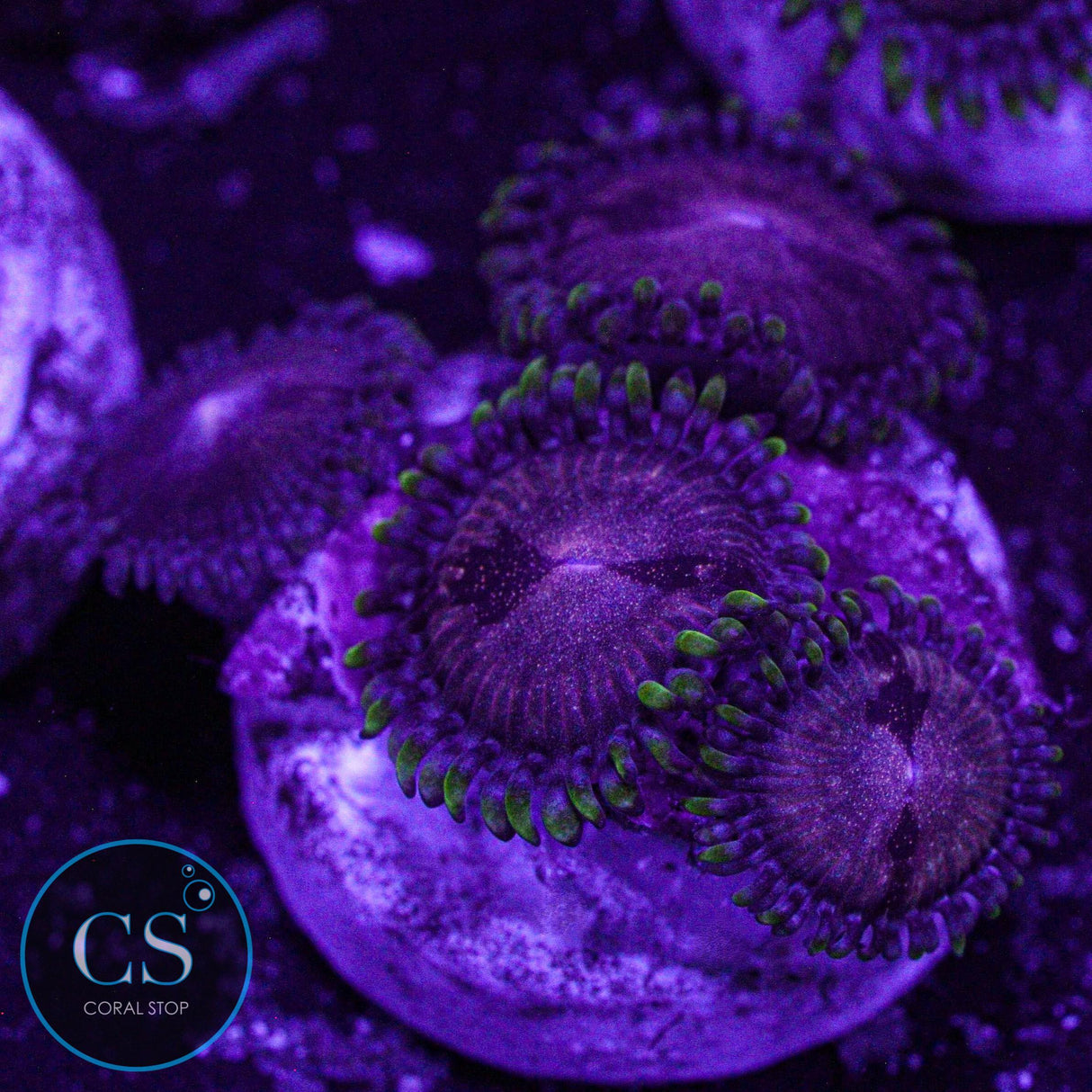 LC Space Haze Zoa