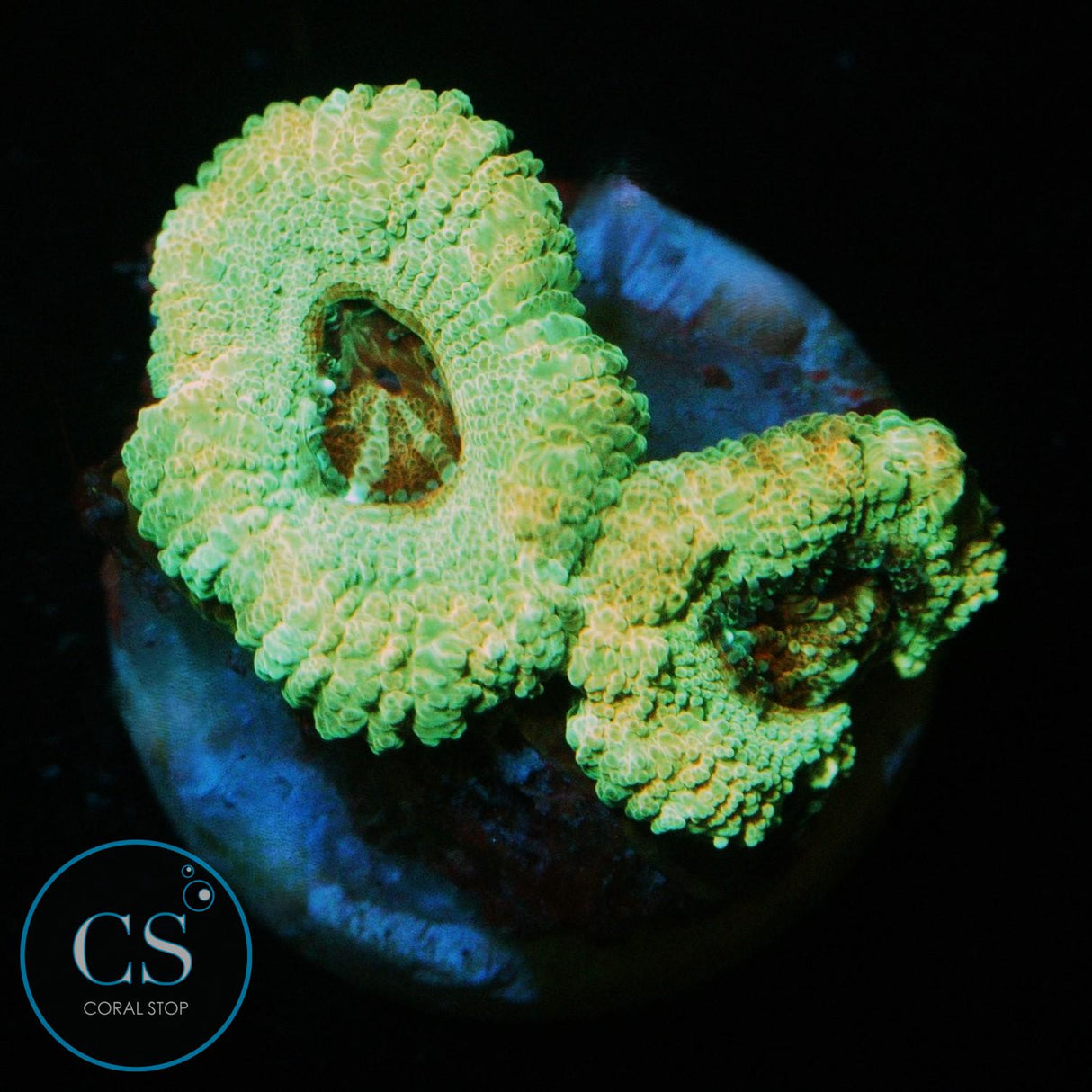 BANANA CREAM ASIAN ACAN